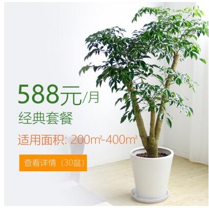 588/月�m合�k公室植物租花套餐 200-400平方