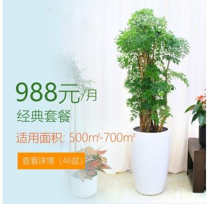 988/月�m合�k公室植物租花套餐 500-700平方