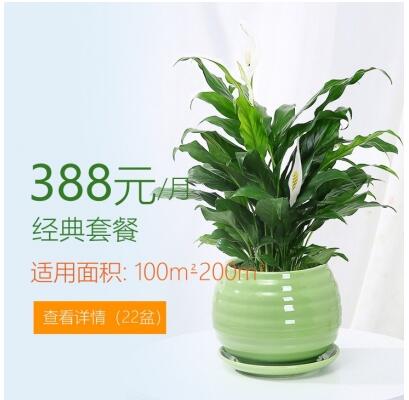 388/月�m合�k公室植物租花套餐 100-200平方